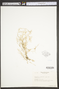 Eragrostis hypnoides image