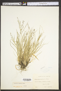 Eragrostis minor image