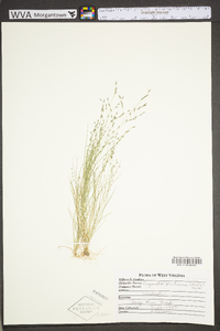 Eragrostis pectinacea var. pectinacea image