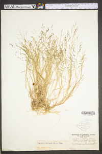 Eragrostis pectinacea var. pectinacea image