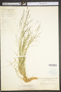 Eragrostis pectinacea var. pectinacea image