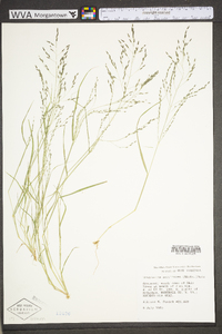 Eragrostis pectinacea var. pectinacea image