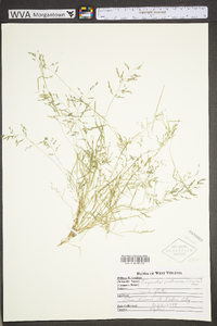 Eragrostis pectinacea var. pectinacea image