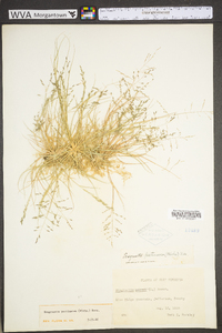 Eragrostis pectinacea var. pectinacea image