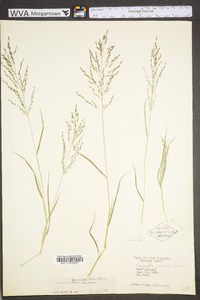 Eragrostis pectinacea var. pectinacea image