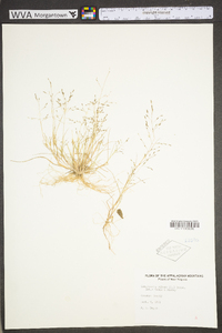 Eragrostis pilosa image