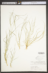 Eragrostis pilosa image