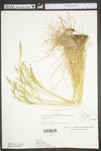 Festuca rubra image