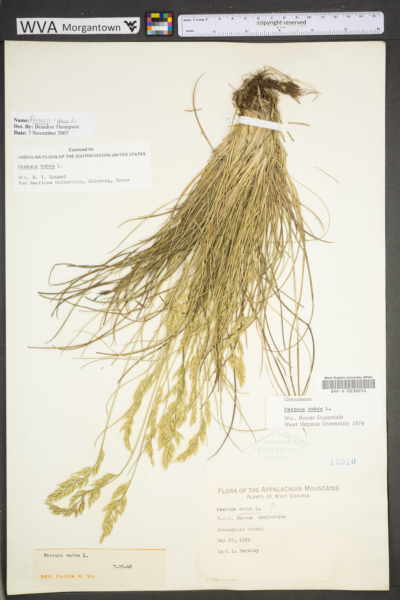 Festuca rubra subsp. rubra image
