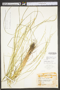 Festuca subverticillata image