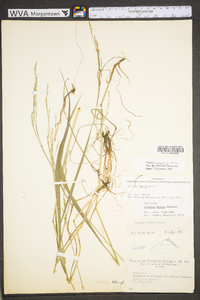 Festuca subverticillata image