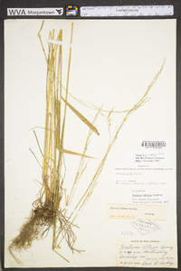 Festuca subverticillata image