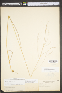 Festuca subverticillata image