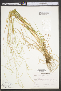 Festuca subverticillata image