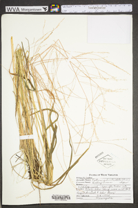 Festuca subverticillata image