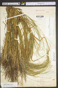 Festuca subverticillata image