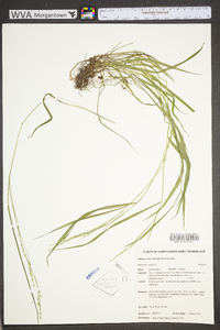 Festuca subverticillata image