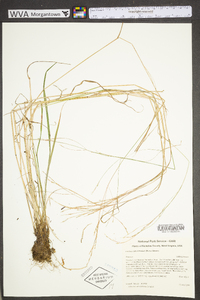 Festuca subverticillata image