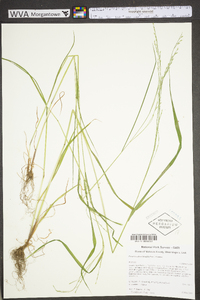 Festuca subverticillata image