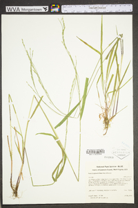 Festuca subverticillata image