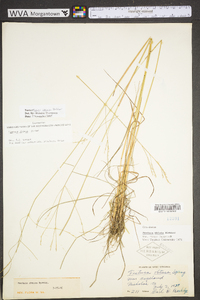 Festuca subverticillata image