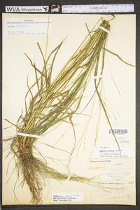 Festuca subverticillata image