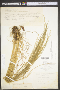 Festuca subverticillata image