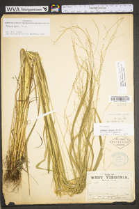 Festuca subverticillata image