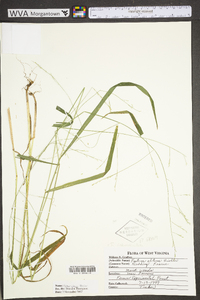 Festuca subverticillata image