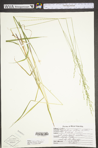 Festuca subverticillata image