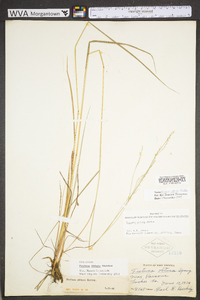 Festuca subverticillata image