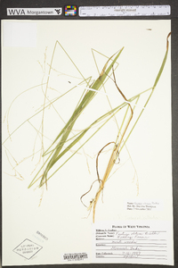 Festuca subverticillata image