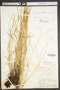 Festuca subverticillata image