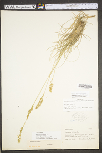 Festuca trachyphylla image