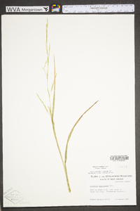 Glyceria acutiflora image