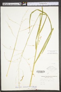 Glyceria canadensis image