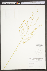 Glyceria canadensis image