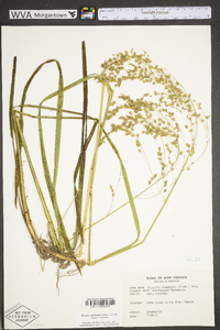 Glyceria canadensis image