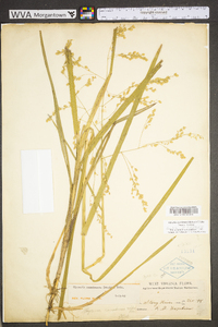 Glyceria canadensis image