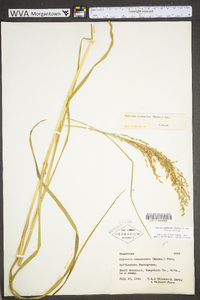 Glyceria canadensis image