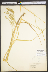 Glyceria canadensis image