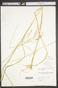 Glyceria canadensis image