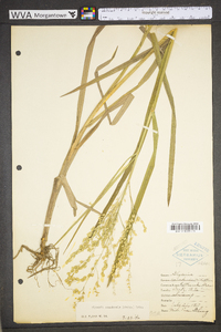 Glyceria canadensis image