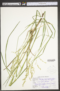 Glyceria canadensis image