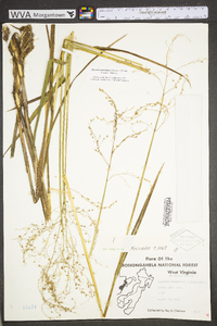 Glyceria canadensis image