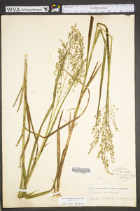 Glyceria canadensis image