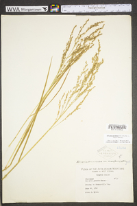 Glyceria canadensis image