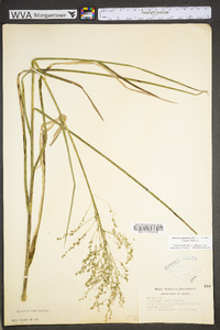 Glyceria canadensis image