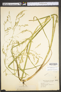 Glyceria canadensis image