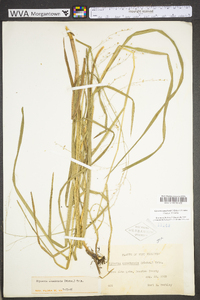 Glyceria canadensis image